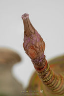 Pure Arts Monster Hunter World Pukei Pukei Statue