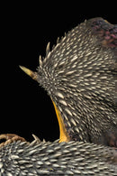 Pure Arts Monster Hunter World Nergigante Statue