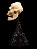 Weta The Lord of the Rings Skull of Lurtz Miniature Skull