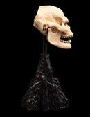 Weta The Lord of the Rings Skull of Lurtz Miniature Skull
