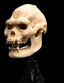Weta The Lord of the Rings Skull of Lurtz Miniature Skull