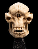 Weta The Lord of the Rings Skull of a Cave Troll Miniature Skull