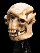 Weta The Lord of the Rings Skull of a Cave Troll Miniature Skull
