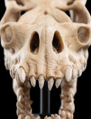 Weta The Lord of the Rings Skull of a Fell Beast Miniature Skull