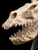 Weta The Lord of the Rings Skull of a Fell Beast Miniature Skull