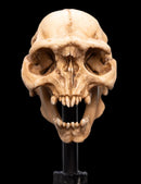 Weta The Lord of the Rings Skull of a Moria Orc Miniature Skull