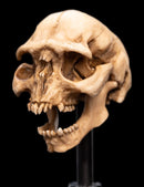 Weta The Lord of the Rings Skull of a Moria Orc Miniature Skull