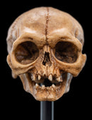 Weta The Lord of the Rings Skull of Gollum Miniature Skull