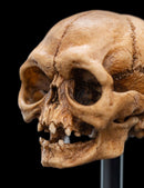 Weta The Lord of the Rings Skull of Gollum Miniature Skull
