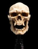 Weta The Lord of the Rings Skull of a Mordor Orc Miniature