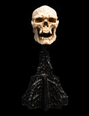 Weta The Lord of the Rings Skull of a Mordor Orc Miniature