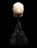 Weta The Lord of the Rings Skull of a Mordor Orc Miniature