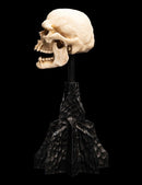 Weta The Lord of the Rings Skull of a Mordor Orc Miniature