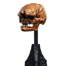 Weta The Hobbit Skull of a Misty Mountain Goblin Miniature