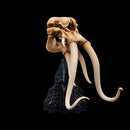 Weta The Lord of the Rings Skull of A Mumak SDCC 2025 Miniature Statue