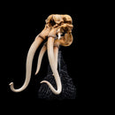 Weta The Lord of the Rings Skull of A Mumak SDCC 2025 Miniature Statue