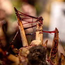 Dirty Down Gore 15mL