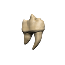 Dungeons & Dragons Teeth of Dahlver-Nar Bite-Sized Artifact