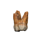 Dungeons & Dragons Teeth of Dahlver-Nar Bite-Sized Artifact