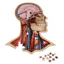 Dr. Livingston's Anatomy Jigsaw Puzzle: The Human Head