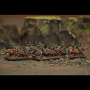 Wargames Atlantic Orc Horde