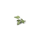 Gamers Grass Laser Plants Elephant Ear