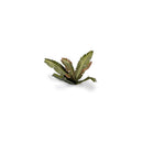 Gamers Grass Laser Plants Banana Tree
