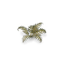 Gamers Grass Laser Plants Bracken