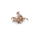 Gamers Grass Laser Plants Dry Bracken