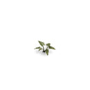 Gamers Grass Laser Plants Lords-and-Ladies