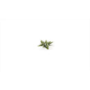 Gamers Grass Laser Plants Plantain Lily