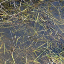 AK Interactive Dioramas Still Water 250mL