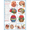 Puzzle The Brain 1000pc