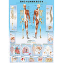 Puzzle The Human Body 1000pc