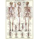 Puzzle The Skeletal System 1000pcs