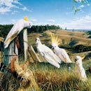 Puzzle Garry Fleming Country Senate