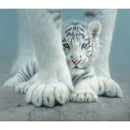 Puzzle Sheltered 550Pc