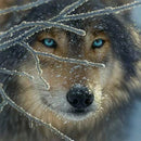 Puzzle Fire Within Ice 500Pc