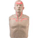 Brayden CPR Manikin Dummy Pulse With Lights/Bloodflow Adult Size IM13-R - SuperOffice